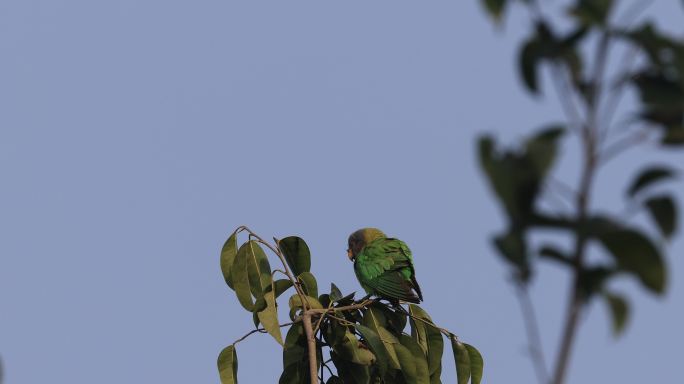 一只野生花头鹦鹉幼鸟站在树枝上