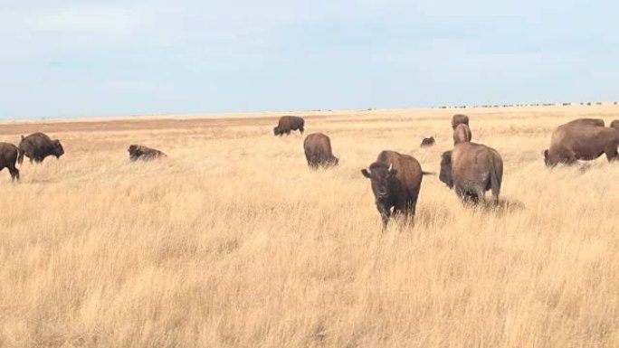 特写: 晴天在干燥的草原上放牧的野牛群