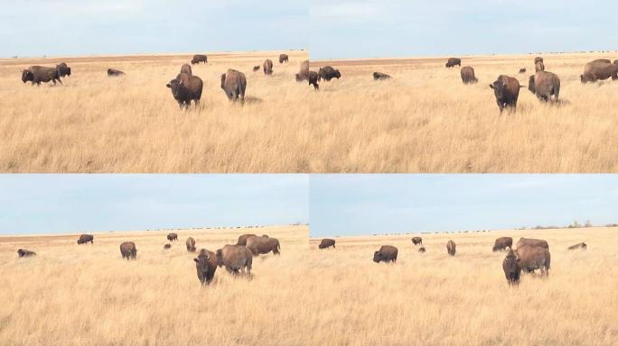 特写: 晴天在干燥的草原上放牧的野牛群