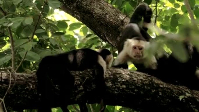 野生哥斯达黎加白脸猴子