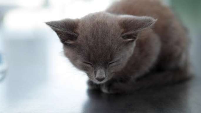 坐在兽医桌上的灰色小猫