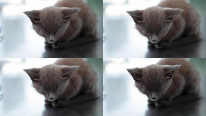 坐在兽医桌上的灰色小猫