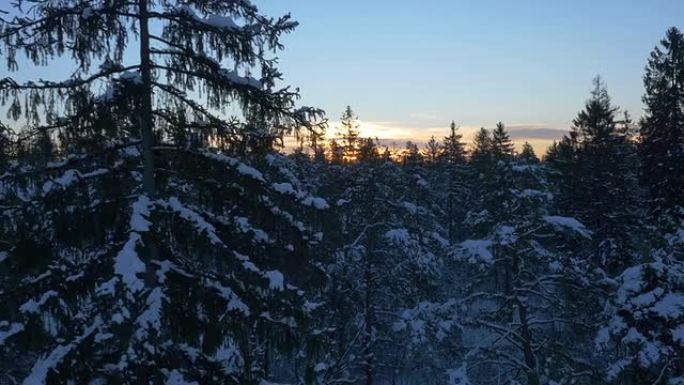 空中: 冬季日出时，阳光透过白雪皑皑的树木