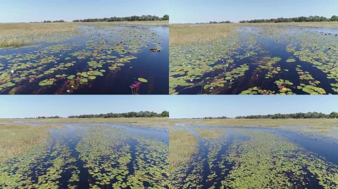 在奥卡万戈三角洲的水道和泻湖中的水上小菜的特写空中飞行