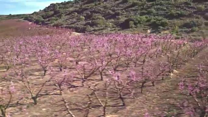 桃树开花的航拍视频