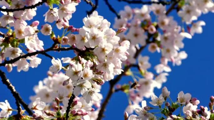 花开，蜜蜂飞来飞去