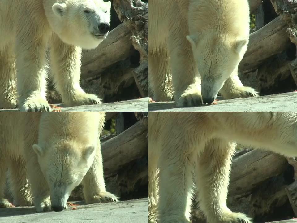 北极熊嗅探和进食北极熊觅食