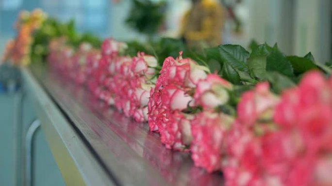 花卉产业。花卉工厂传送带上的美丽玫瑰。