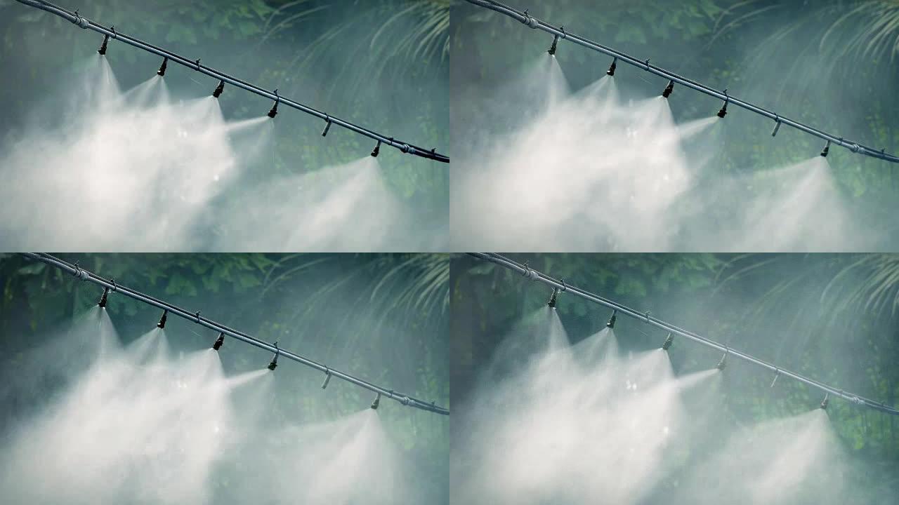 水蒸气抽出灌溉丛林植物
