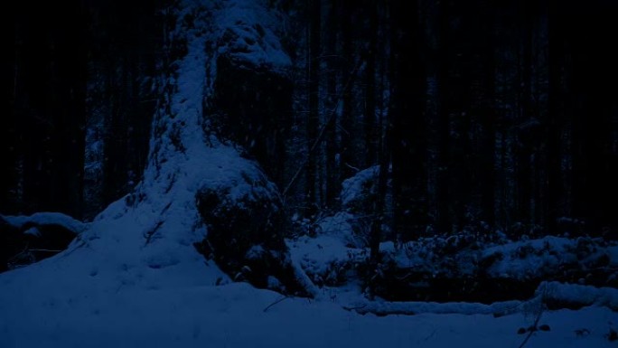 晚上在降雪中经过巨大的老树