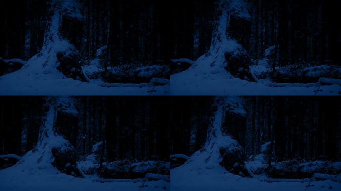 晚上在降雪中经过巨大的老树