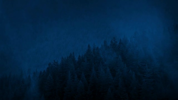 薄雾在夜间在野生森林上滚动