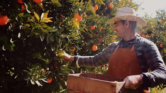 农民从果树树枝上采摘橘子