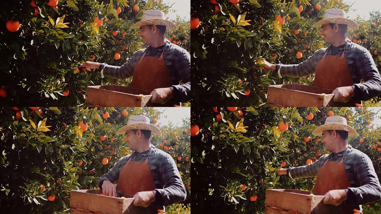 农民从果树树枝上采摘橘子