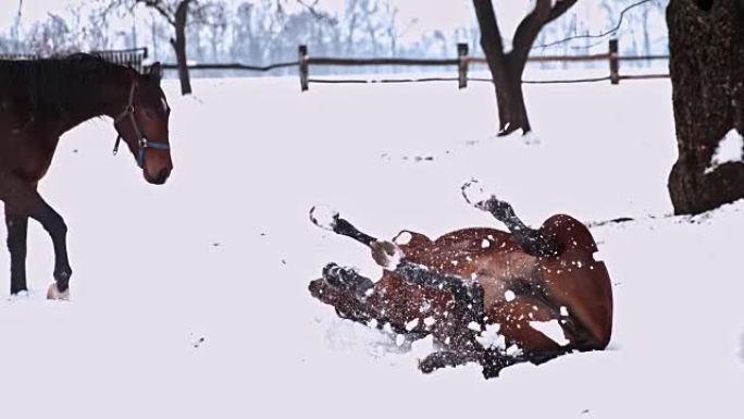 棕色马在下雪的冬季牧场中滚动，超级慢动作