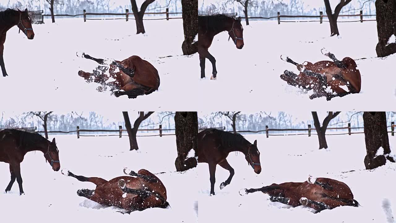 棕色马在下雪的冬季牧场中滚动，超级慢动作