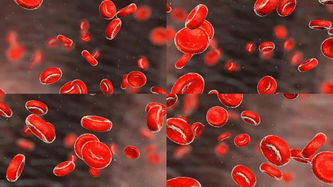 动脉中真实的血细胞。红细胞在血流中移动。