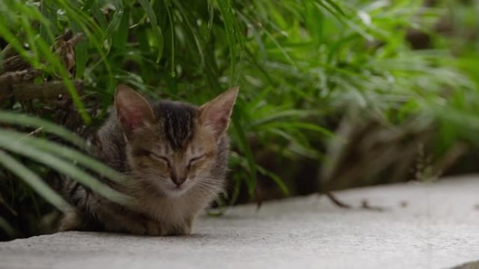 吉隆坡街头的流浪猫