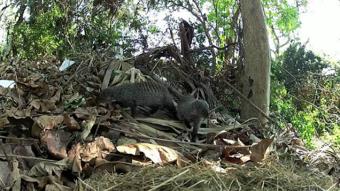 带状Mongoose HD