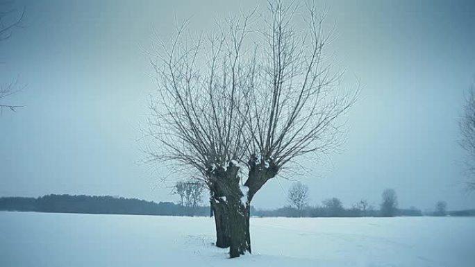被雪覆盖的柳树