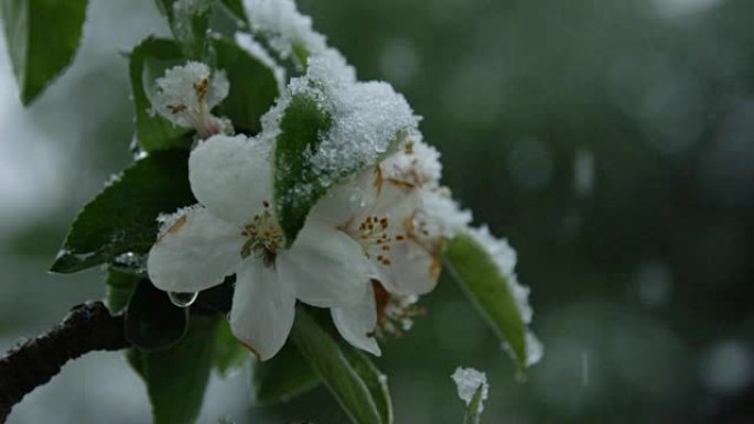 Dop: 在极端的春季天气中，苍蝇躲在盛开的樱桃树树枝上的雪中