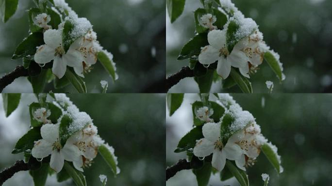 Dop: 在极端的春季天气中，苍蝇躲在盛开的樱桃树树枝上的雪中
