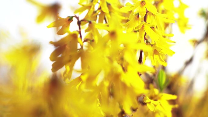 迎春花 春分 春天 春的味道 绿芽 黄花