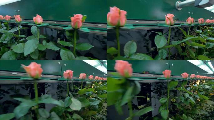布满均匀粉玫瑰的温室加工生产线。