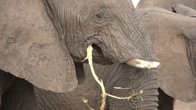 大象剥皮和吃树枝树皮的特写镜头