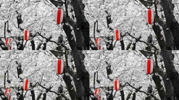 高清：灯笼在风中扑腾对抗日本樱花（视频）