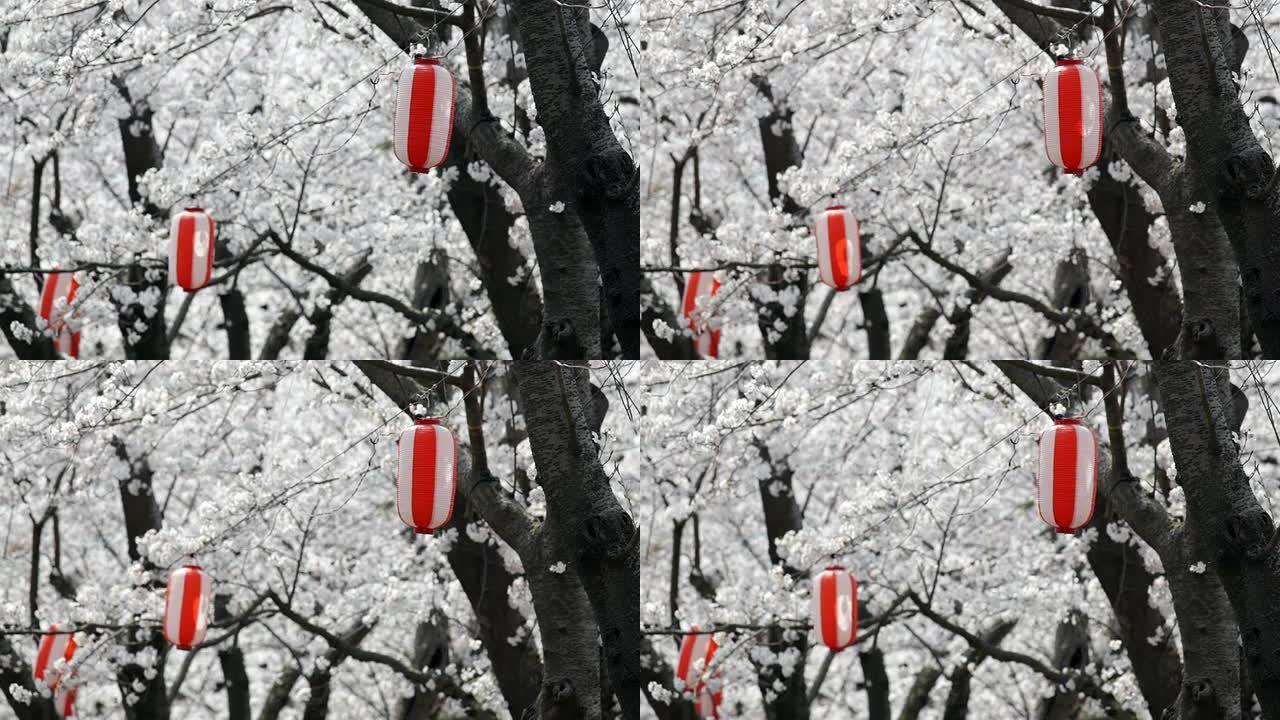 高清：灯笼在风中扑腾对抗日本樱花（视频）
