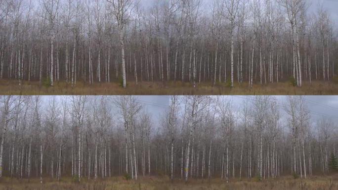 空中: 美丽的无叶白桦林中的黑白狭窄树干