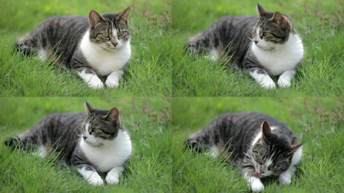 猫躺在草地上，放松并轻弹尾巴