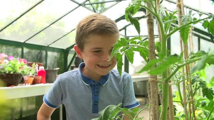 男孩在温室中采摘自家种植的西红柿