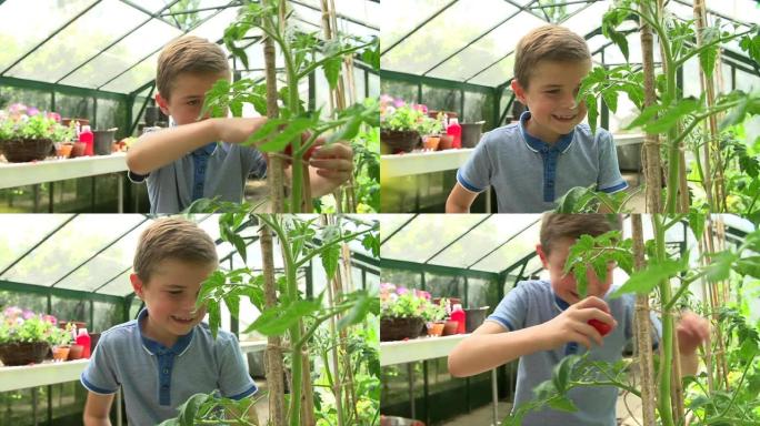 男孩在温室中采摘自家种植的西红柿