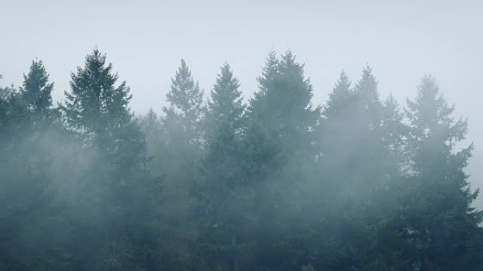 雾在林木周围旋转