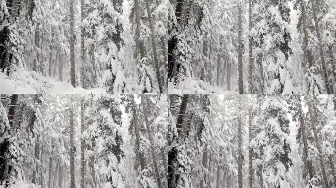 冬天被雪覆盖的树木