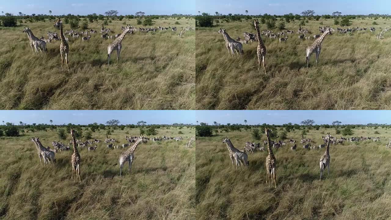 奥卡万戈三角洲草原斑马和长颈鹿的空中特写
