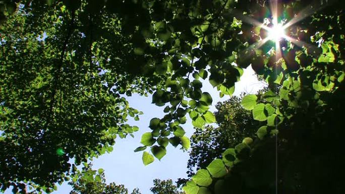 带阳光的绿叶阳光林影树影婆娑风拂树叶