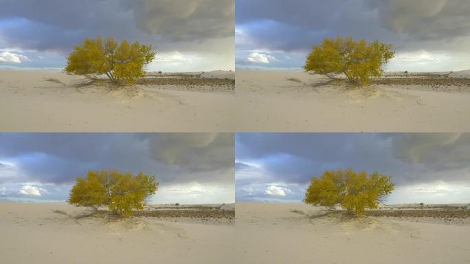 白色沙质沙漠中随风摇曳的孤树
