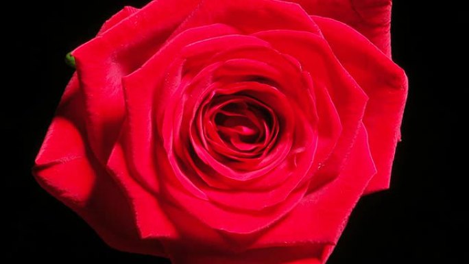 高清延时: 盛开的红玫瑰