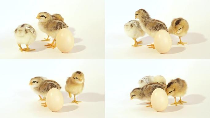 特写: 三个可爱的小鸡和一个未孵化的鸡蛋