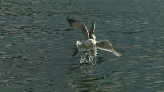 高清: 飞行海鸥野生动物保护生物生态飞翔