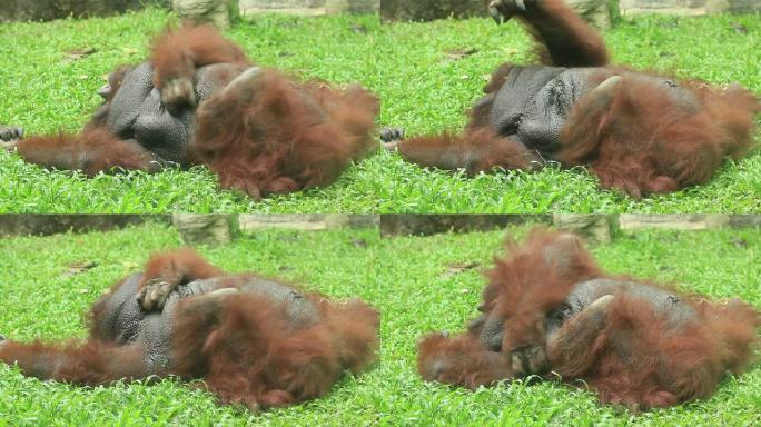猩猩在草地上抓挠红毛大猩猩
