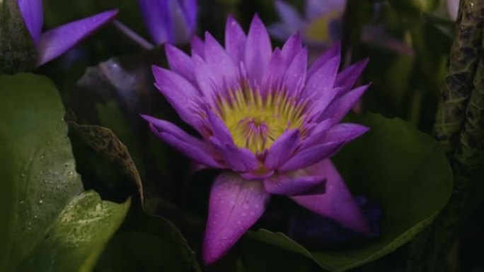 紫色莲花的镜头