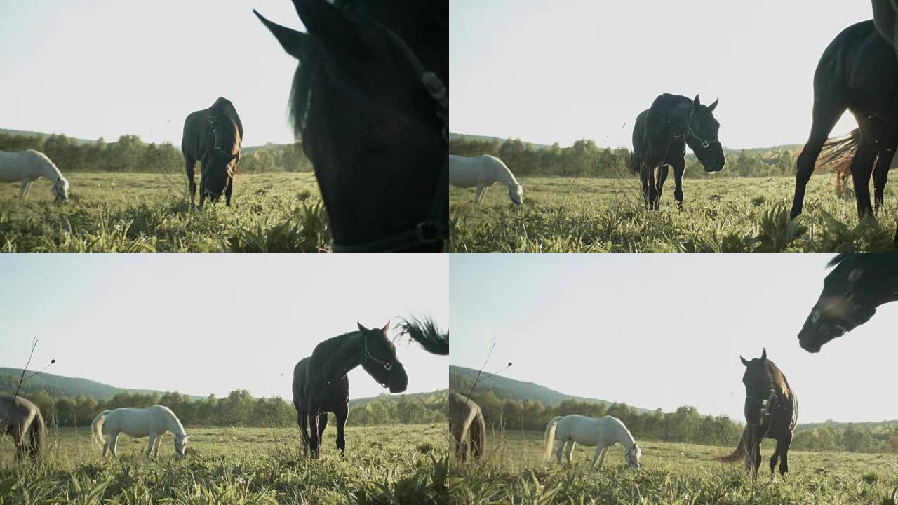 马在草地上放牧