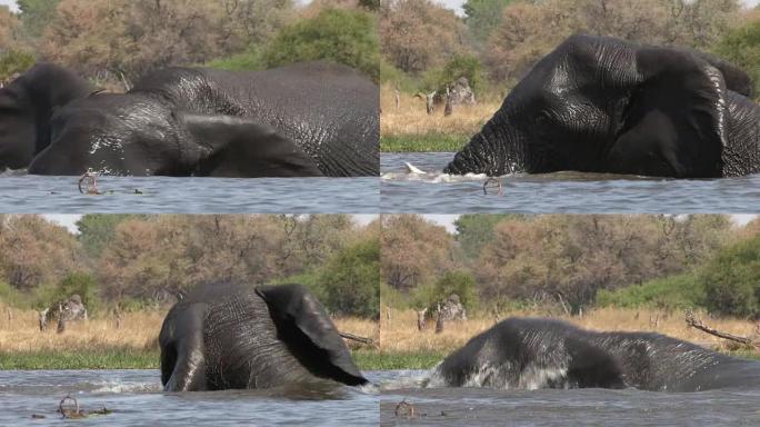 在奥卡万戈三角洲的一条河里游泳的公牛象