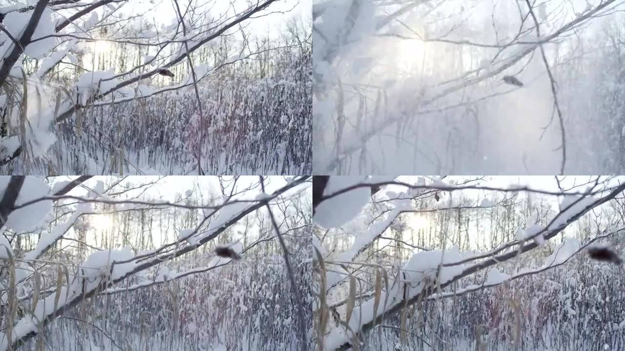 慢动作特写: 冬天从树枝上掉下来的雪