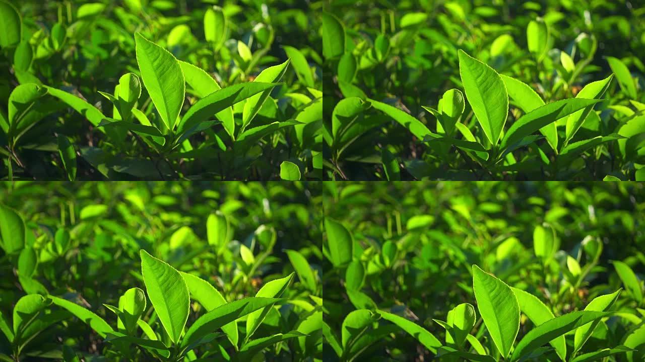 绿茶鲜叶