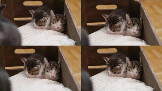 小猫挤在一起睡在毯子上